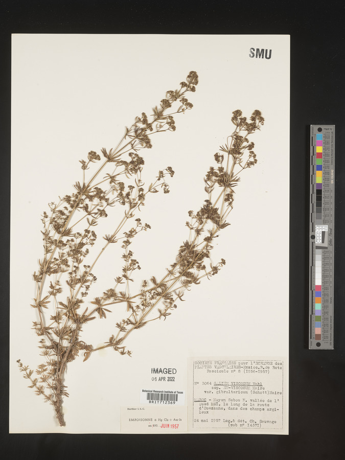 Galium viscosum image