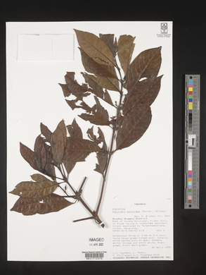 Galiniera saxifraga image
