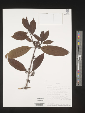 Galiniera saxifraga image