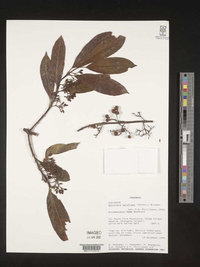Galiniera saxifraga image