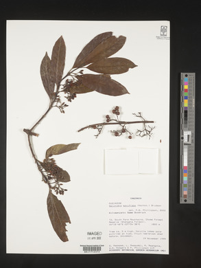 Galiniera saxifraga image