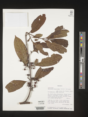 Galiniera saxifraga image