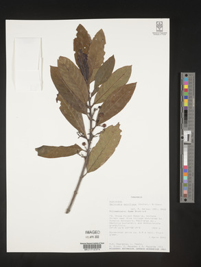 Galiniera saxifraga image