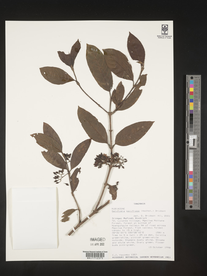 Galiniera saxifraga image