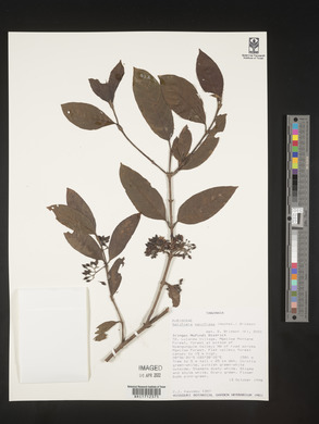 Galiniera saxifraga image