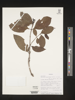 Galiniera saxifraga image