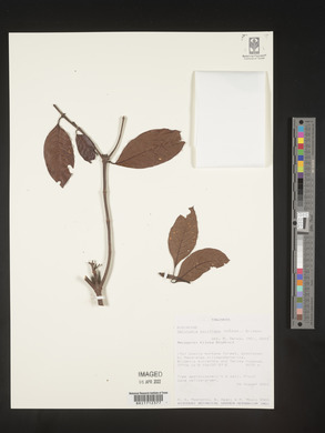 Galiniera saxifraga image