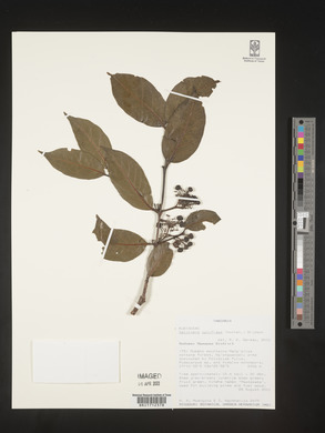Galiniera saxifraga image
