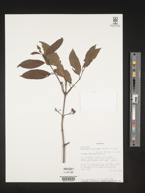Galiniera saxifraga image