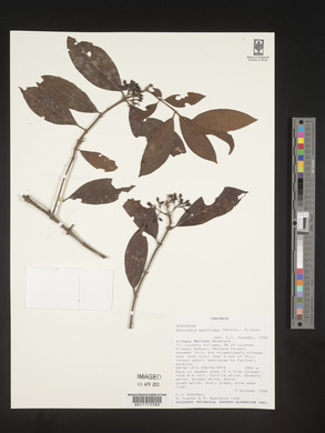 Galiniera saxifraga image