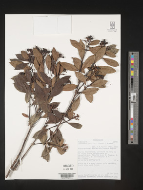 Gaertnera guillotii image