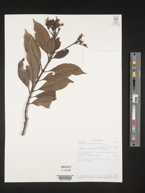 Gaertnera humblotii image