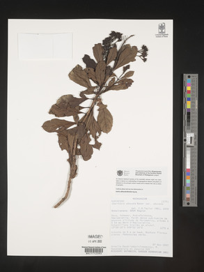 Gaertnera obovata image