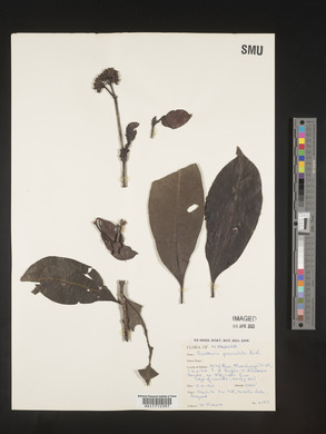 Media resource of Gaertnera paniculata
