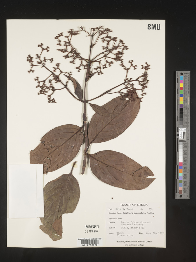 Gaertnera paniculata image