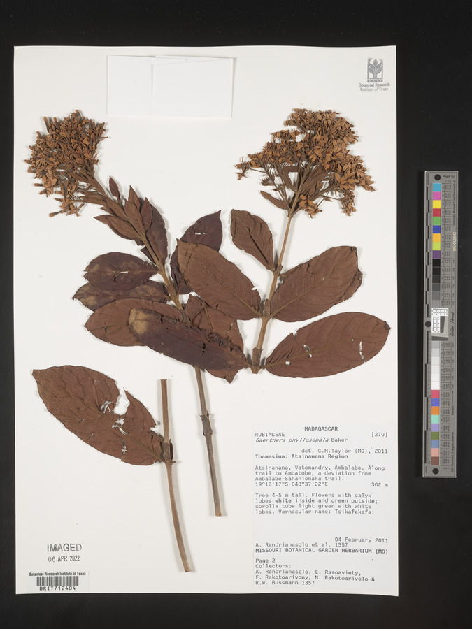 Gaertnera phyllosepala image