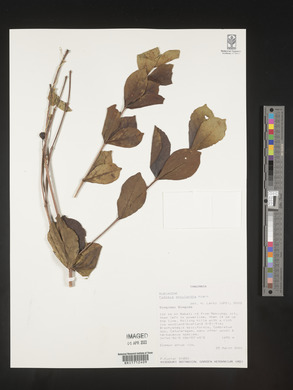 Fadogia ancylantha image