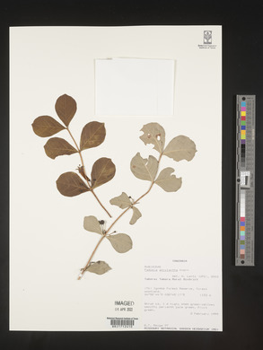 Fadogia ancylantha image