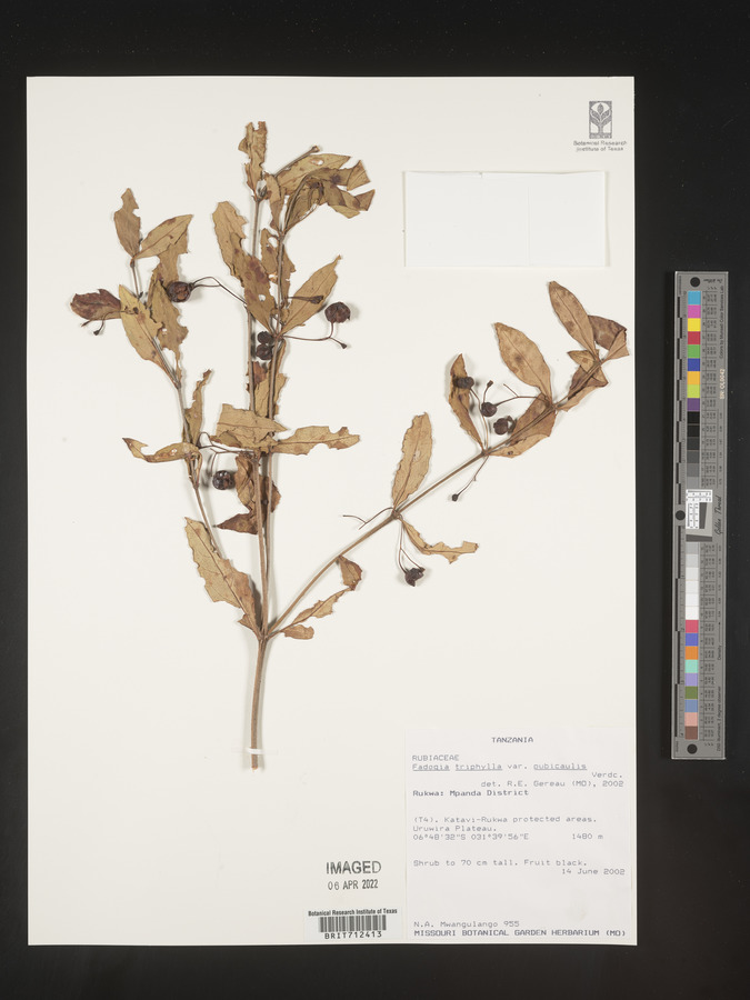 Fadogia triphylla var. pubicaulis image