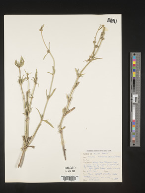 Spermacoce natalensis image