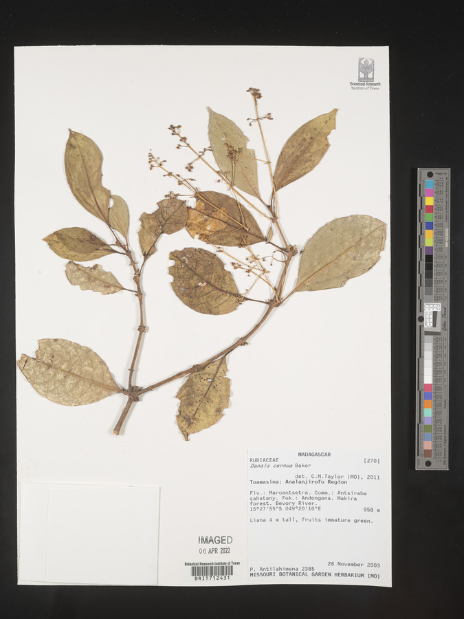 Danais cernua image
