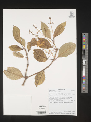 Media resource of Danais cernua