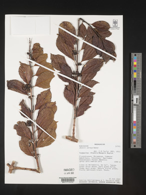 Danais cernua image