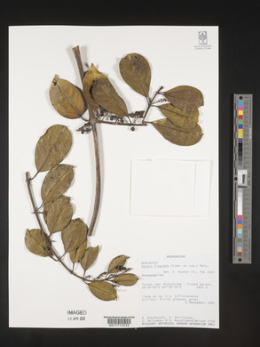 Danais fragrans image