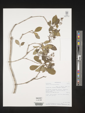 Danais microcarpa image