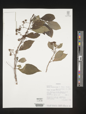 Danais xanthorrhoea image