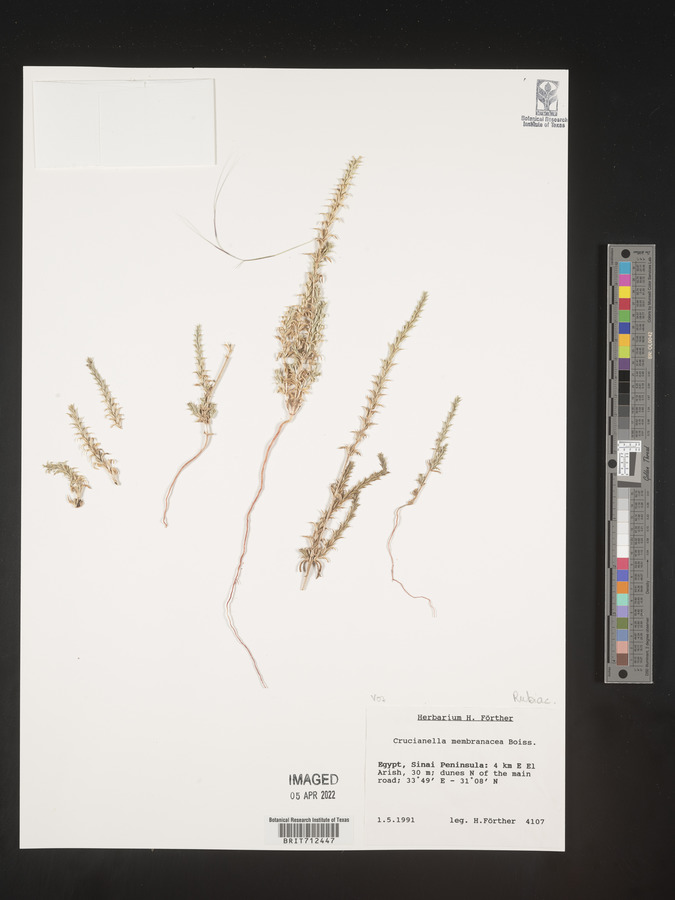 Crucianella membranacea image