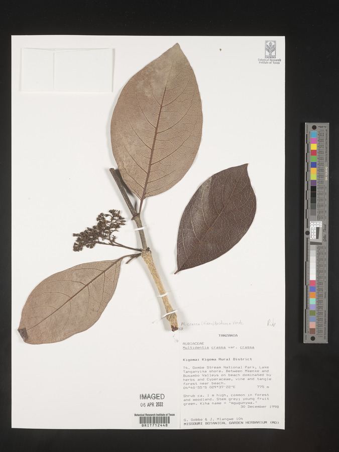 Multidentia crassa var. crassa image