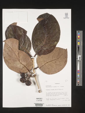 Multidentia crassa var. crassa image