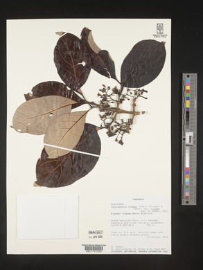 Multidentia crassa var. crassa image