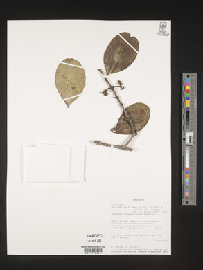 Multidentia crassa var. crassa image