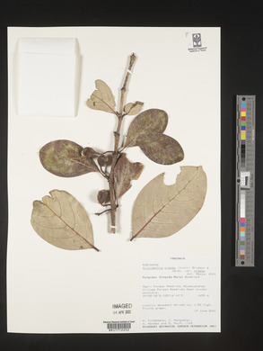 Multidentia crassa var. crassa image