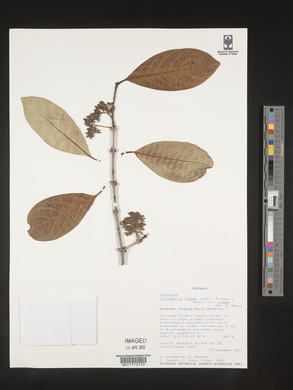 Multidentia crassa var. crassa image
