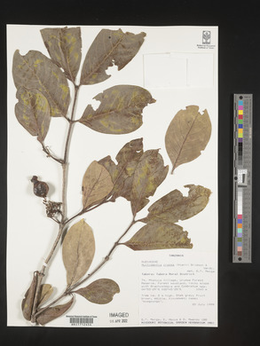 Multidentia crassa image