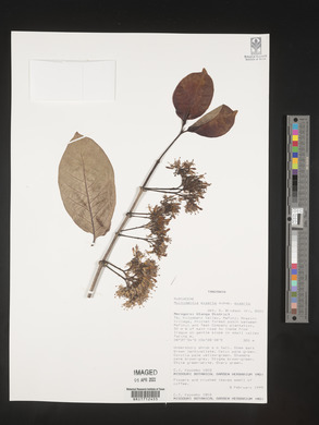 Image Associated With the Occurence