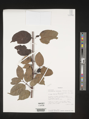 Multidentia fanshawei image