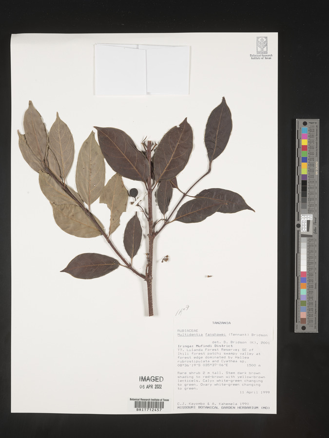 Multidentia fanshawei image
