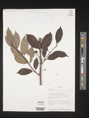 Multidentia fanshawei image