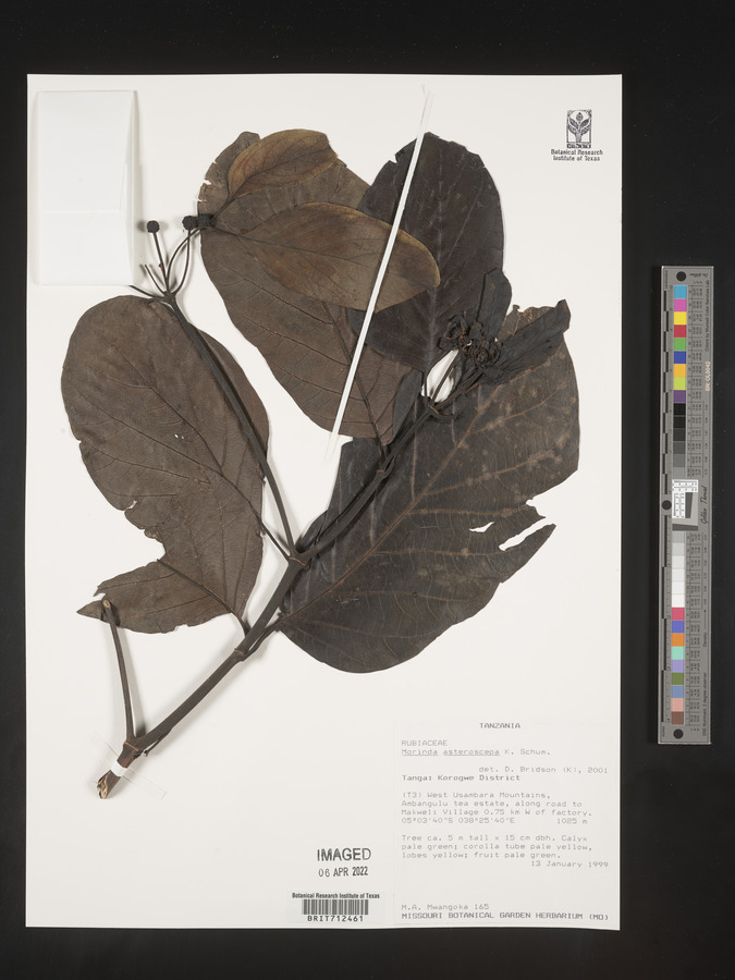 Morinda asteroscepa image
