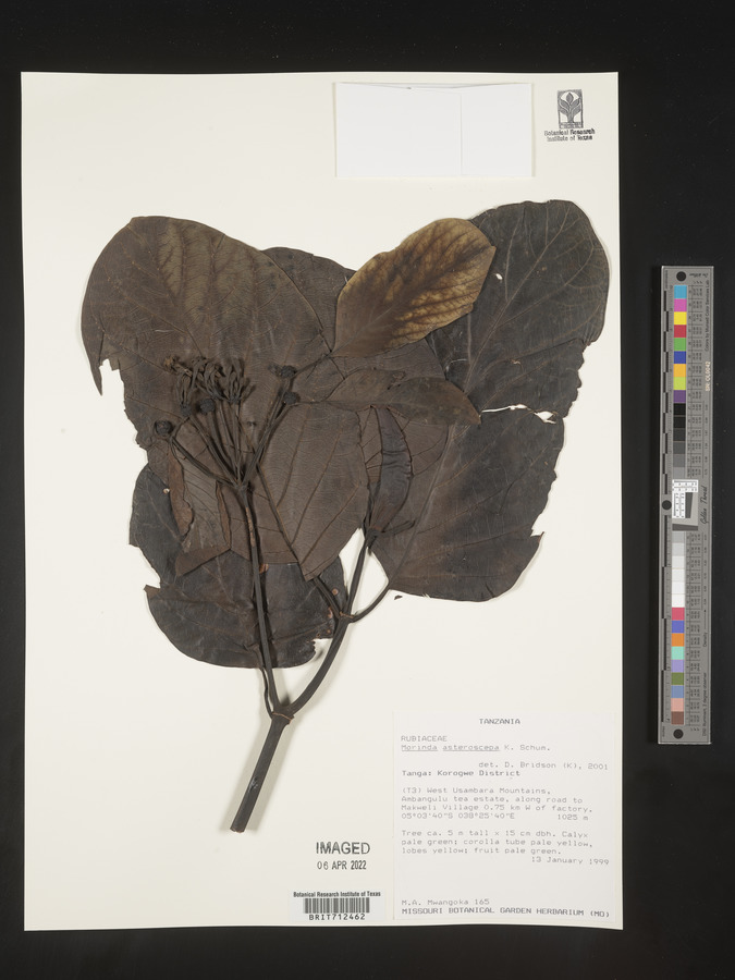 Morinda asteroscepa image