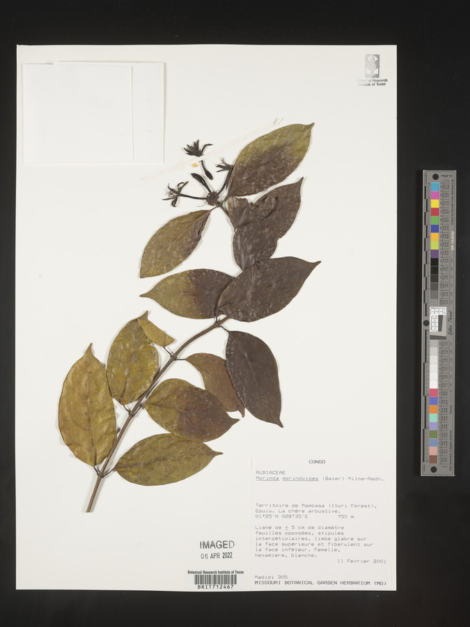 Morinda morindoides image