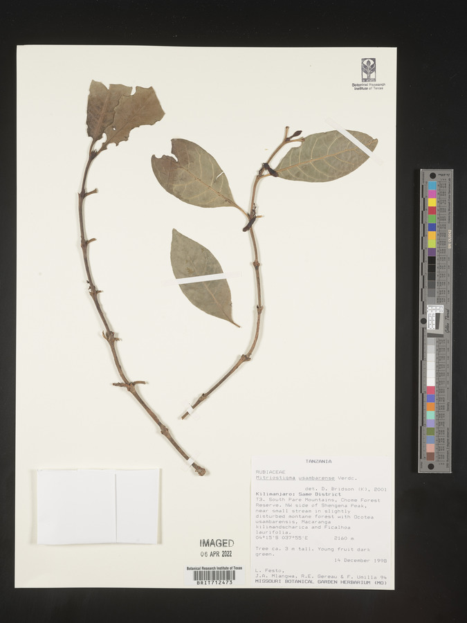 Mitriostigma usambarense image