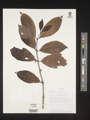 Mitriostigma usambarense image