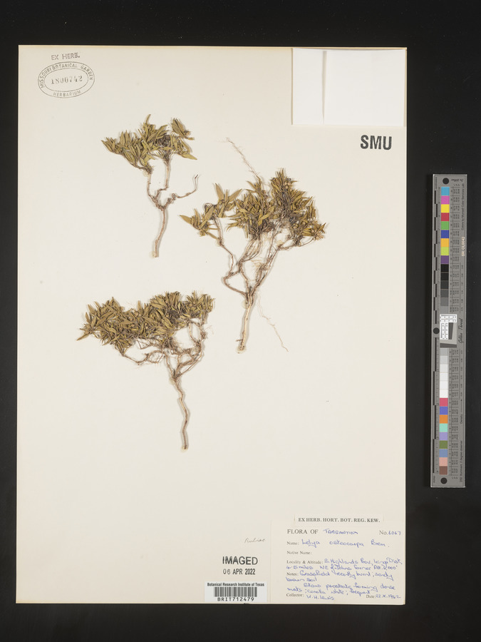 Lelya osteocarpa image