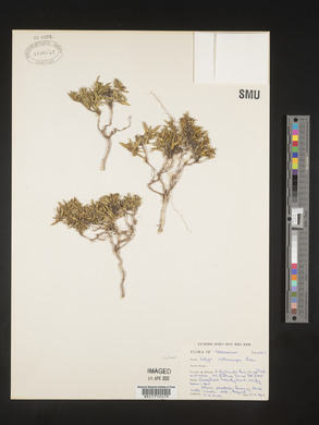 Media resource of Lelya osteocarpa