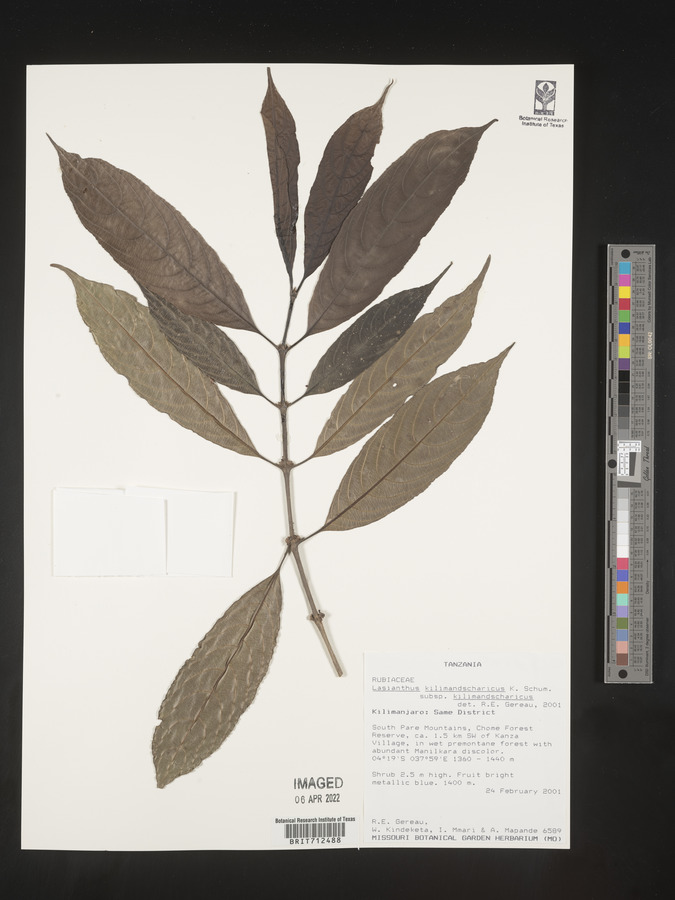 Lasianthus kilimandscharicus subsp. kilimandscharicus image